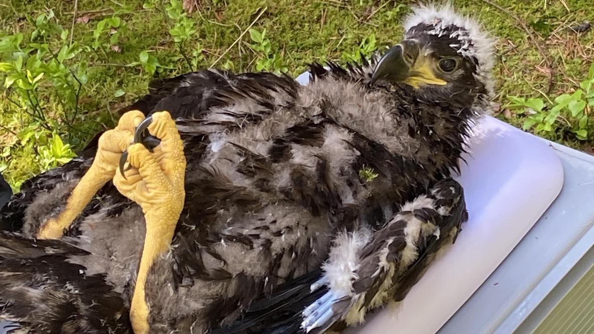 Ein Junges beim Beringen: "Die Adler kennen es nicht, auf dem Rücken zu liegen, deshalb halten sie absolut still“, berichtet der Leiter der Unteren Naturschutzbehörde.