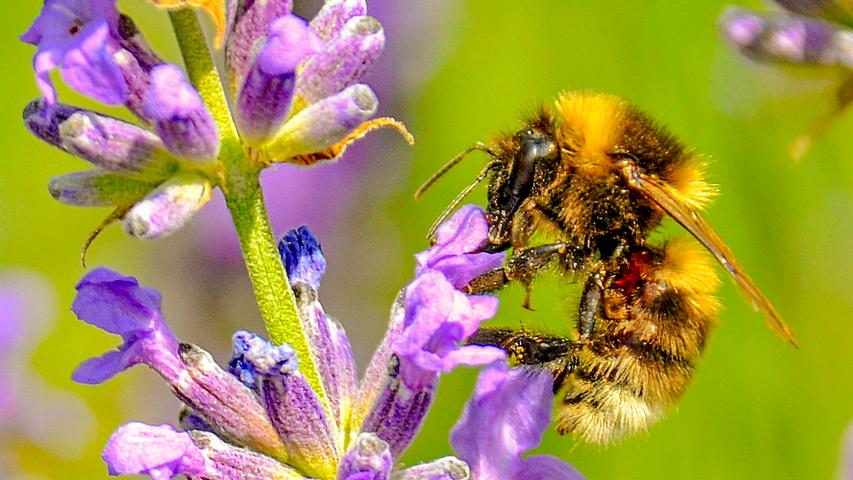 Eine Biene lässt sich vom Lavendel betören.
