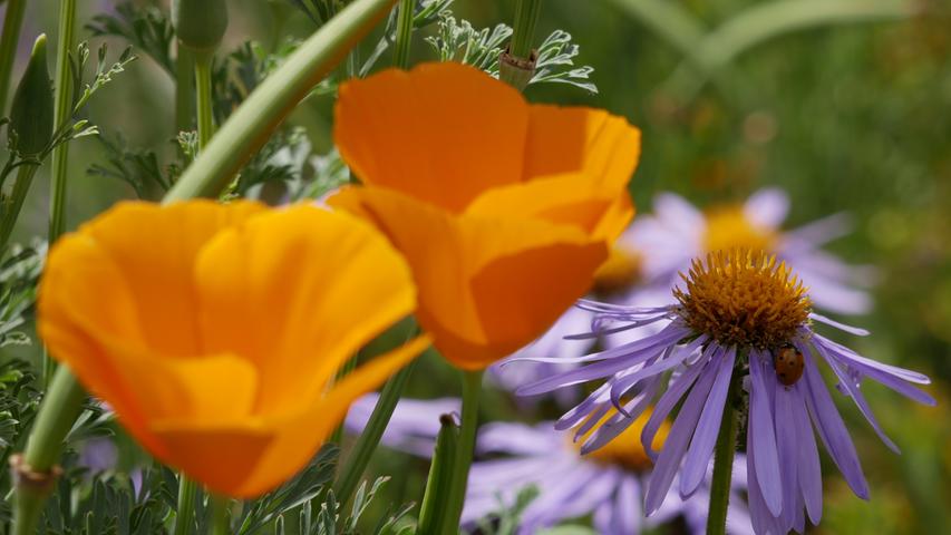 Die satten Farben dieser Blüten lassen Sommergefühle aufkommen. Ein Marienkäfer hat sich auch ins Bild geschlichen.