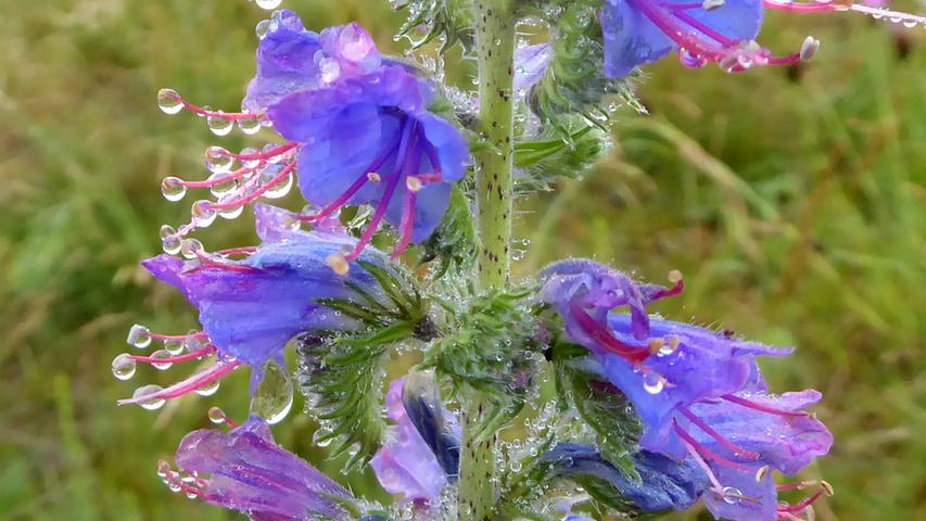 Die blauen Blüten der "Natternköpfe" haben einen kräftigen Regengus abbekommen.