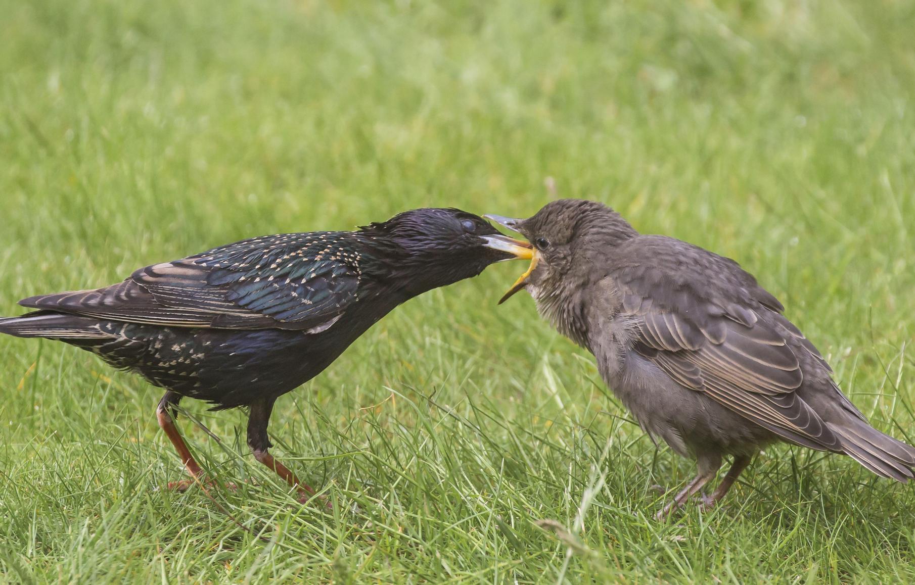 Lbv Finger Weg Von Jungvogeln Gunzenhausen Nordbayern De