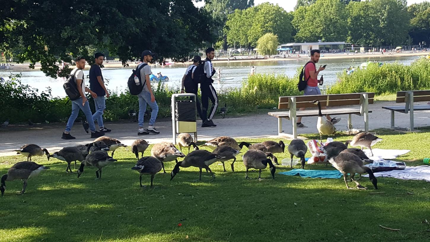 Plage oder süßes Beiwerk? Gänse zurück am Wöhrder See