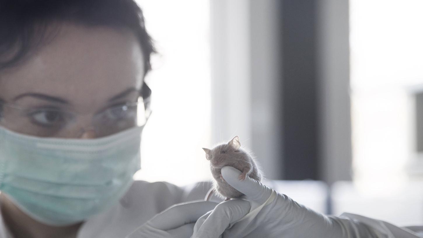 Das Versuchstier im Blick: In den nächsten Monaten startet am Nürnberger Nordklinikum eine neue Forschungsreihe mit Experimenten an 82 Mäusen.