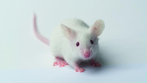 Bis zu 100 Mäuse können in dem Tierversuchslabor der PMU auf dem Gelände des Klinikums gehalten werden.