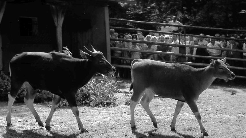 Das sind die beiden Neuankömmlinge im Nürnberger Tiergarten. Hier geht es zum Kalenderblatt vom 2. Juli 1970: Neu im Tiergarten: „Jalo“ und „Jeza“.