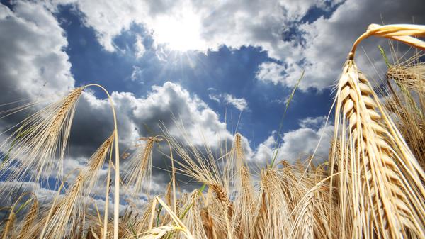 Gerste ist in einem Bierland natürlich unverzichtbar. Im Jahr 2019 wurde die Getreidesorte auf 341.997 Hektar angebaut, bei einem Ertrag von 2,12 Millionen Tonnen. 240.546 Hektar waren mit Wintergerste bedeckt, 101.451 Hektar mit Sommergerste.