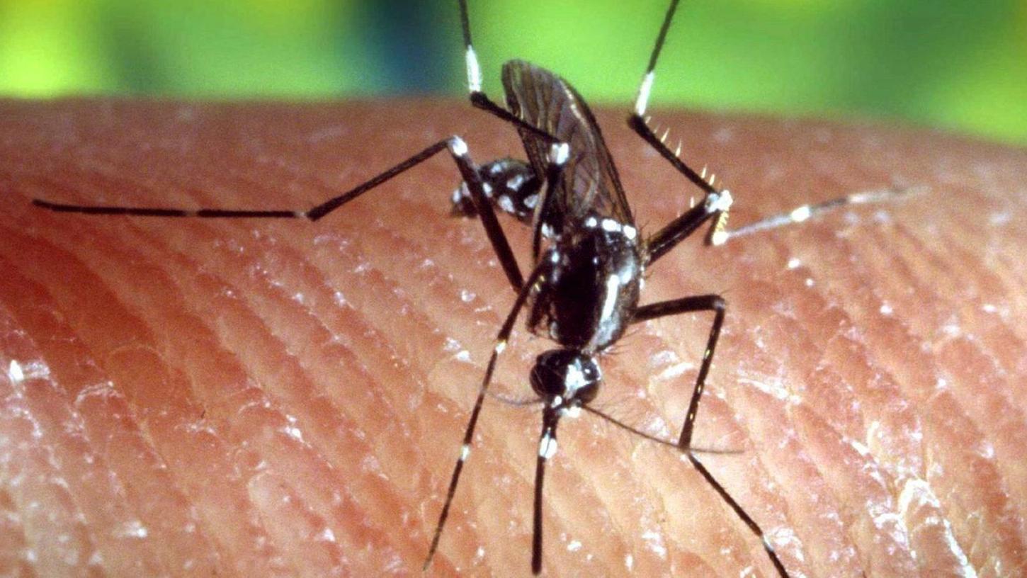 Eine Asiatische Tigermücke auf der menschlichen Haut: In den Tropen kann das aggressive Insekt Krankheiten wie Zika und Dengue-Fieber übertragen, hierzulande besteht dieses Risiko noch nicht.