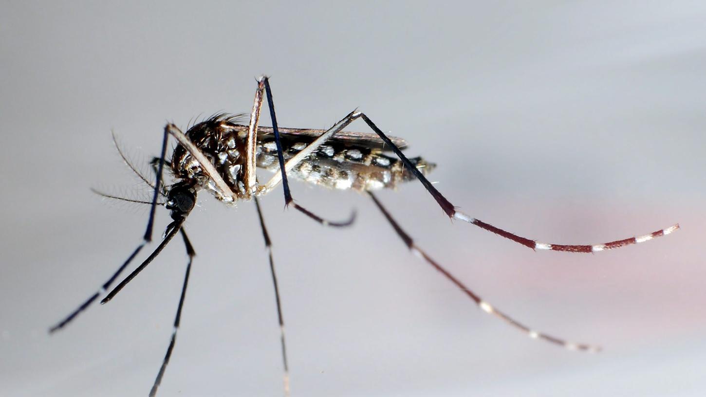 Die Hochsaison für Stechmücken beginnt jetzt erst. Viele Franken klagen bereits jetzt über zu viele Plagegeister. Ab wann kann man jedoch von einer Mückenplage sprechen?