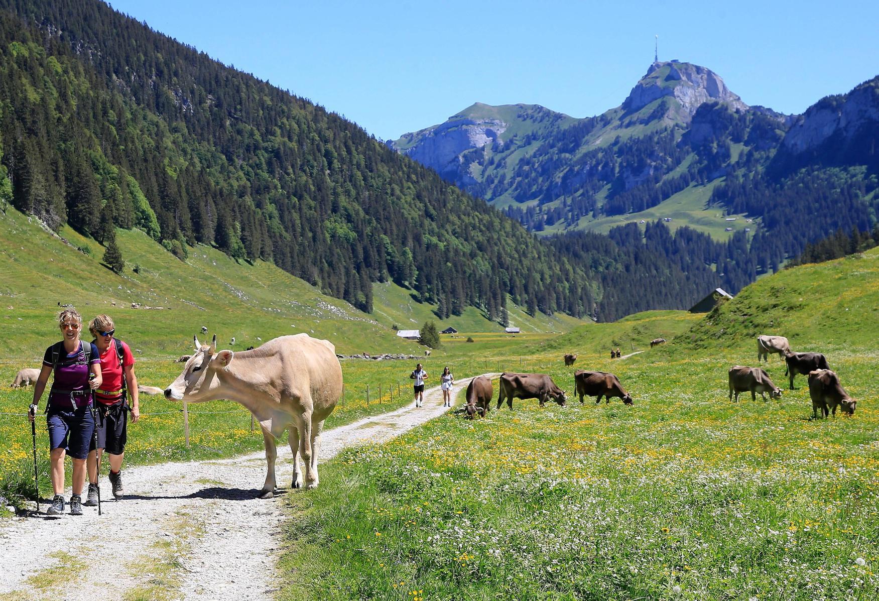Gefahr Auf Der Alm Immer Wieder Greifen Kuhe Wanderer An Panorama Nordbayern De