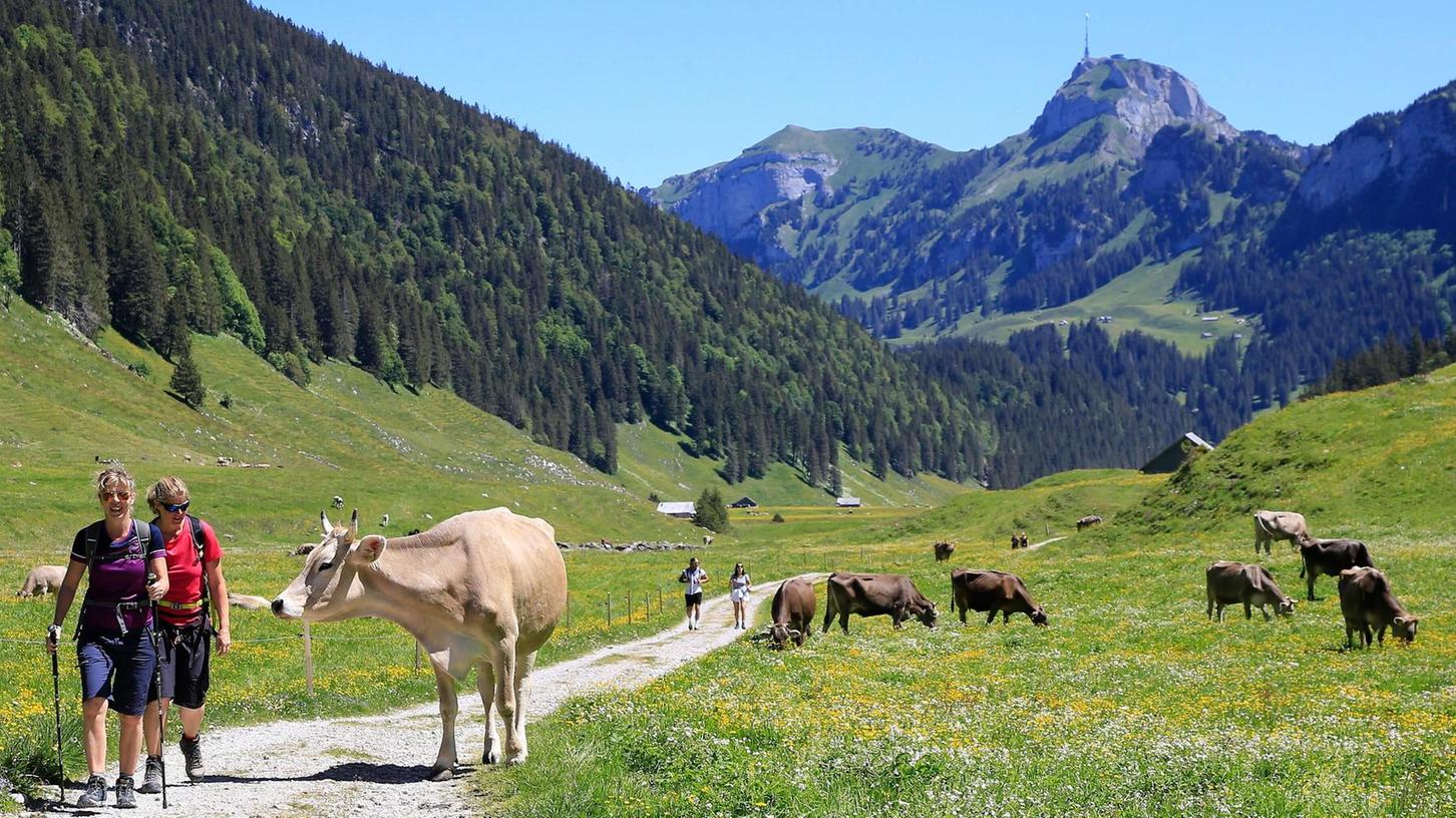 Gefahr auf der Alm: Immer wieder greifen Kühe Wanderer an