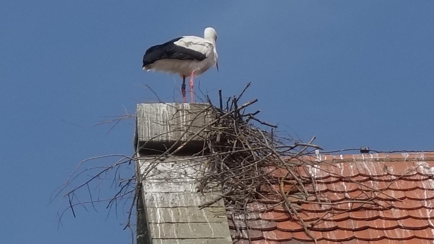Gunzenhausen: Nisthilfe für die Gunzenhausen: Nisthilfe für die