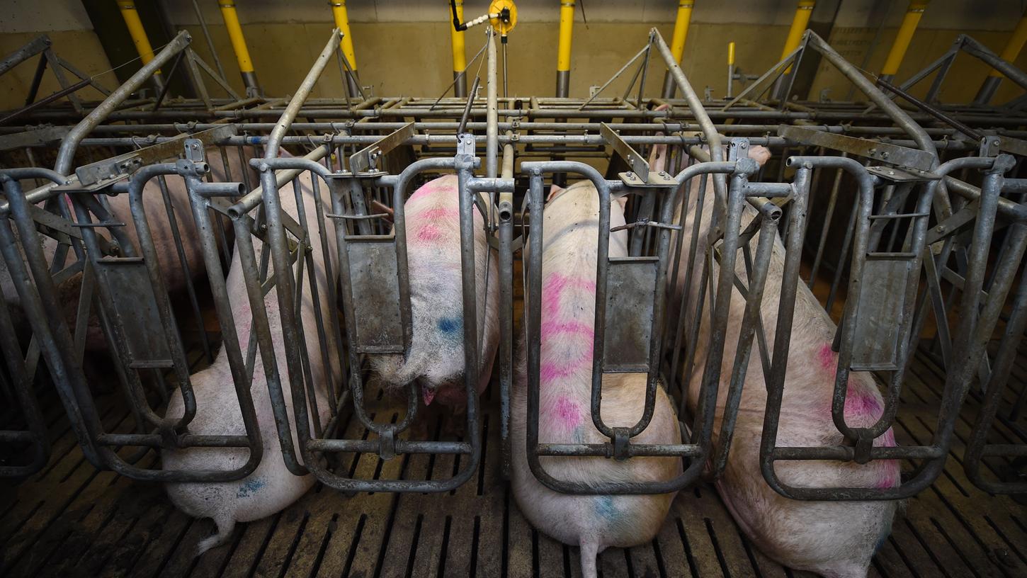 Sauen sitzen in einem Schweinestall in engen Boxen auf dem Spaltenboden. Tierärzte fordern nun, dass derartige Kastenstandhaltungen sofort verboten werden.