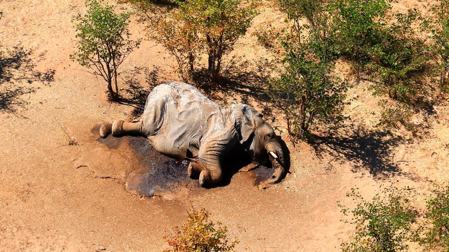 Im südafrikanischen Safari-Paradies Botsuana treibt ein mysteriöses Elefantensterben Tierschützer um. Innerhalb eines Monats wurden 162 tote Elefanten gezählt. Im südafrikanischen Safari-Paradies Botsuana treibt ein mysteriöses Elefantensterben Tierschützer um. Innerhalb eines Monats wurden 162 tote Elefanten gezählt.