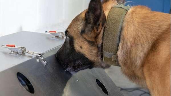 Der dreijährige belgische Schäferhund Donnie ist einer von zehn Hunden der Bundeswehr, die das Aufspüren von SARSSchweres Akutes Respiratorisches Syndrom-CoV-2 Viren erlernen sollen.