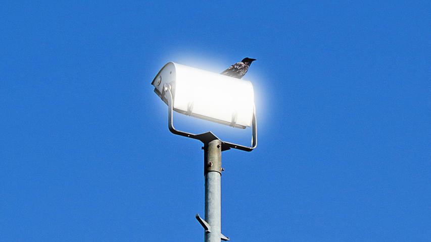 Eine Krähe blickt auf einem Flutlichtmast der Sportanlage DJK BFC in Ziegelstein in die Ferne. Der silberne Lampenkörper reflektiert das Sonnenlicht und erzeugt so einen „erhellenden“ Ausguck für den Vogel vor dem tiefblauen Himmel.
