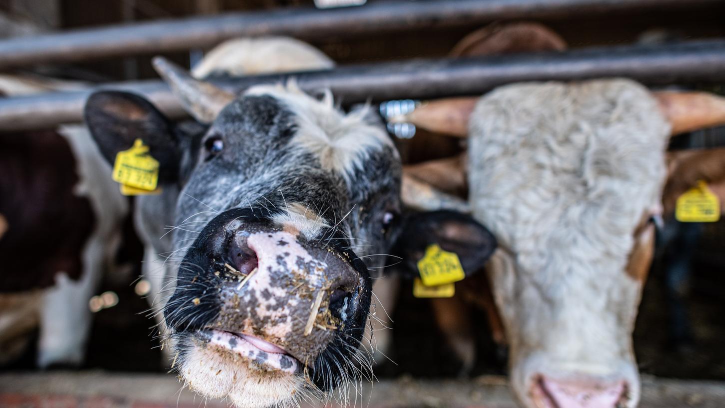 Ob Rind oder Schwein: Weil Bauern nicht mehr im selben Umfang schlachten lassen können wie vor der Coronakrise, geht es in manchen Ställen schon recht eng zu.
