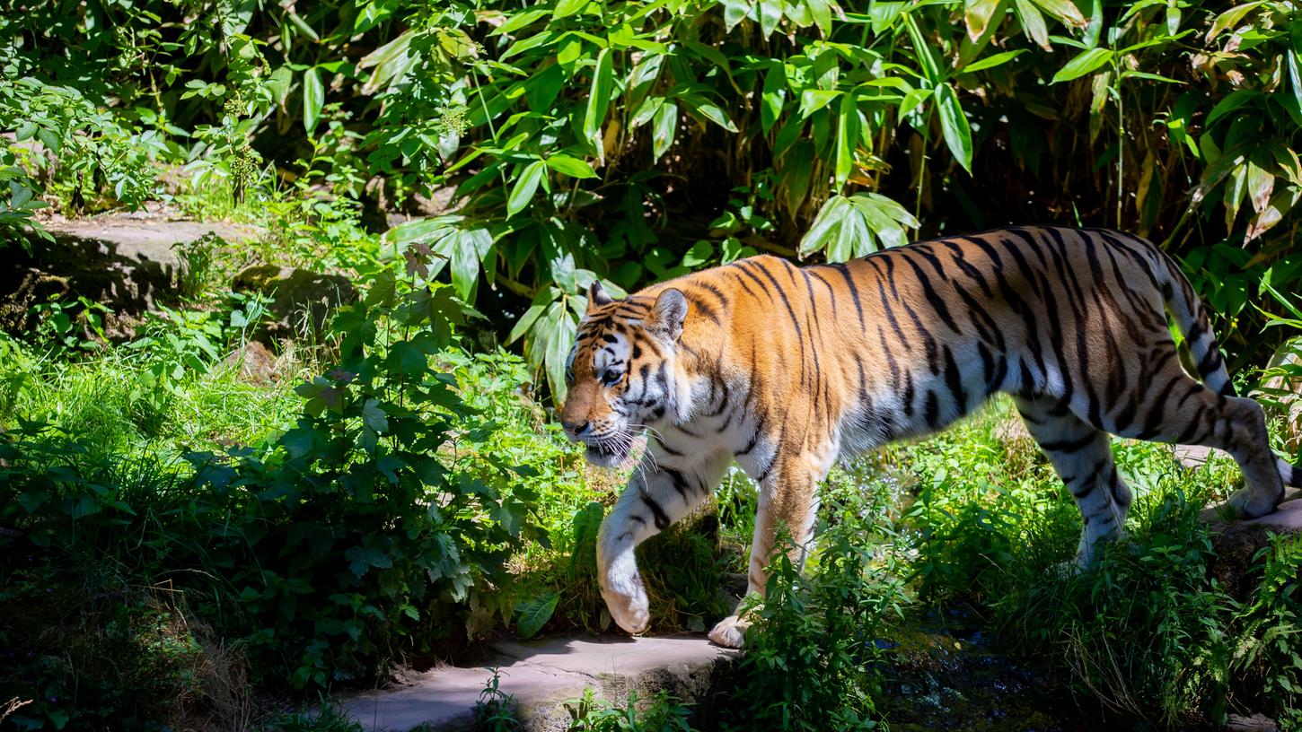 Tiger Samuel streift durch sein Freigelände im Nürnberger Tiergarten. 