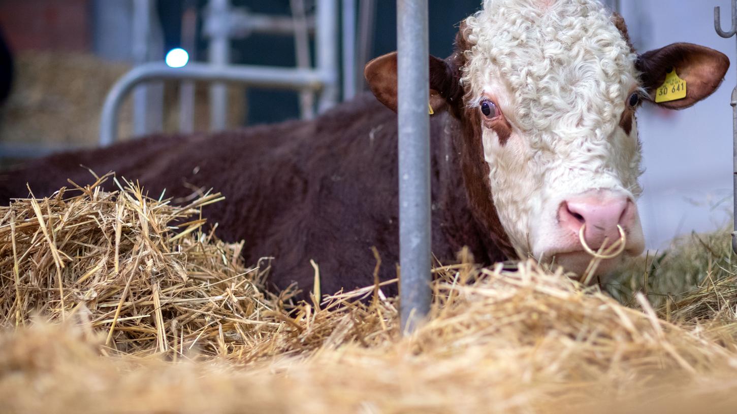Dieser bei einer Fleischrindbullen-Auktion abgelichtete Jungbulle ist natürlich in bestem Zustand. Immerhin einige Wochen können solche Tiere ohne Futter überleben, wenn sie vorher gut genährt waren.
Dieser bei einer Fleischrindbullen-Auktion abgelichtete Jungbulle ist natürlich in bestem Zustand. Immerhin einige Wochen können solche Tiere ohne Futter überleben, wenn sie vorher gut genährt waren.