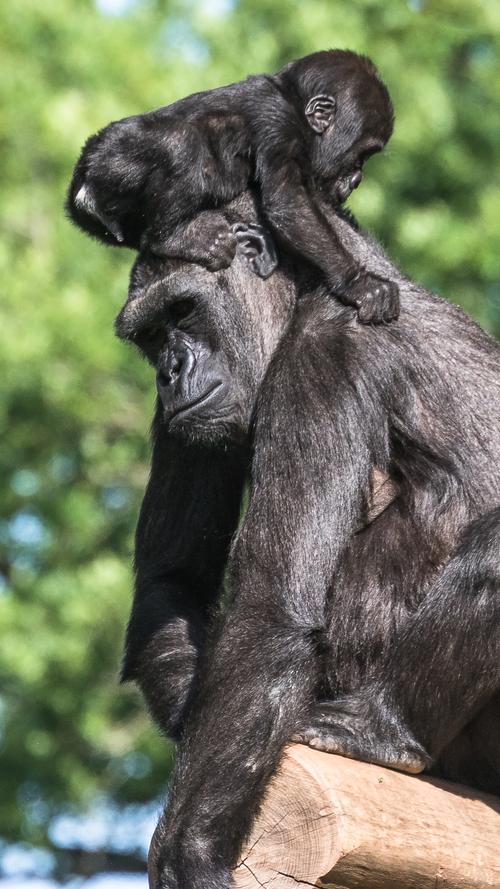 Gorillamama Habibu und Söhnchen Kato haben im Nürnberger Tiergarten sichtlich Spaß miteinander.