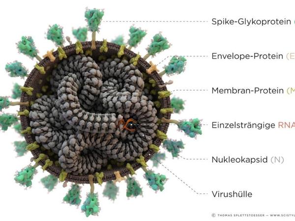 Eine neuere Darstellung des Coronavirus. Gut zu erkennen sind die unterschiedlichen Molekülstrukturen.