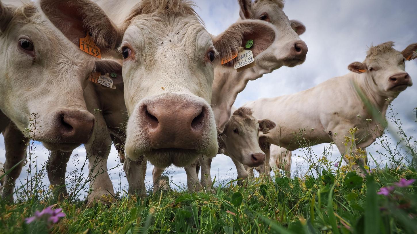 Die Kuh gehörte zur Rasse Charolais. Die französische Rinderrasse wird überwiegend zur Fleischproduktion eingesetzt. Die Kuh gehörte zur Rasse Charolais. Die französische Rinderrasse wird überwiegend zur Fleischproduktion eingesetzt.