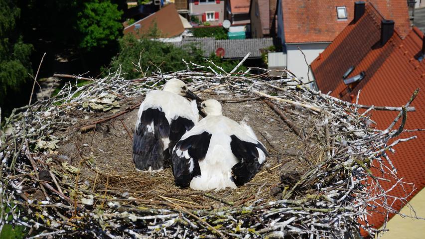 Reglos liegen die beiden etwa 40 Tage alten Storchenkinder in ihrem Nest.