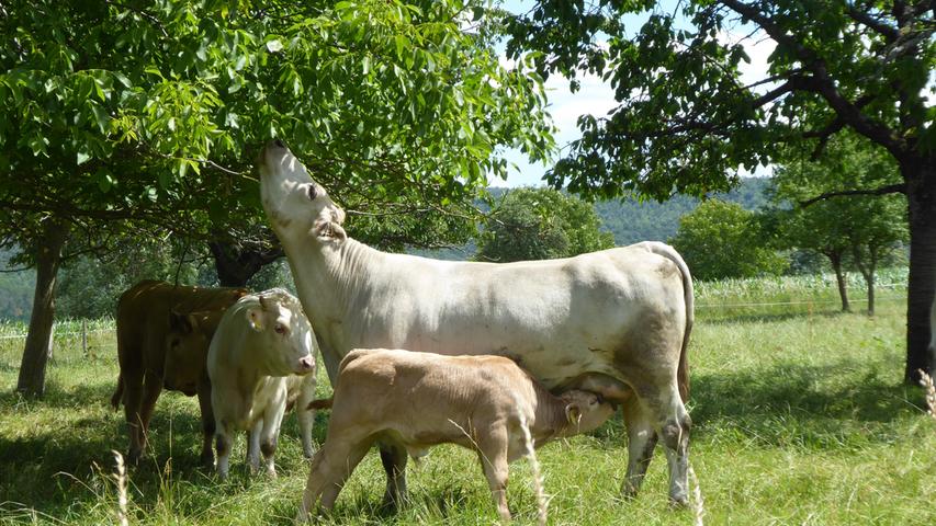 Wie war das wieder mit der Milch? Die Kuh frisst die saftigen Blätter vom Baum und schon wartet das Kälbchen auf die Milch. Oder so ähnlich... 