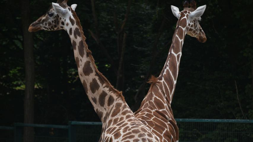 Die beiden Giraffen im Nürnberger Tiergarten verstehen es, sich für Fotografen in Position zu bringen.