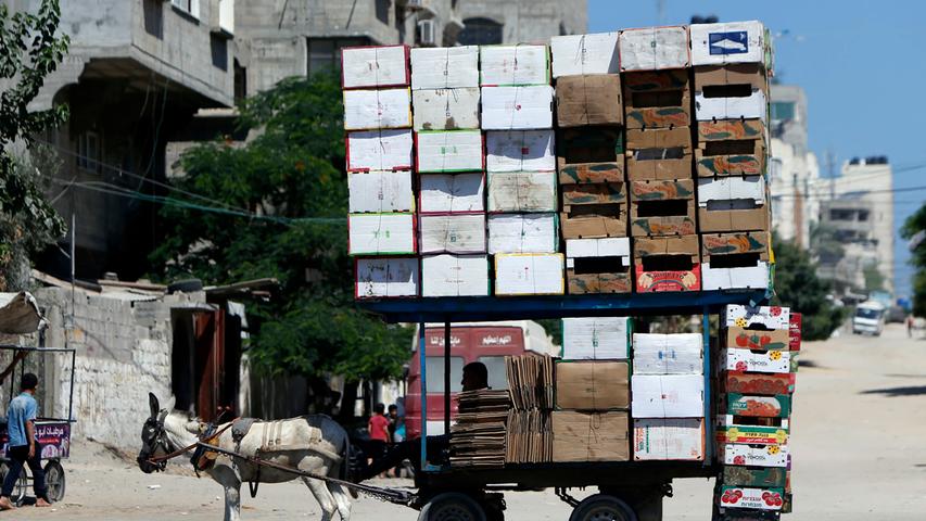 Ein Mann fährt in Gaza-Stadt mit seinem kunstvoll mit Kartons beladenen Eselskarren durch die Straßen. 