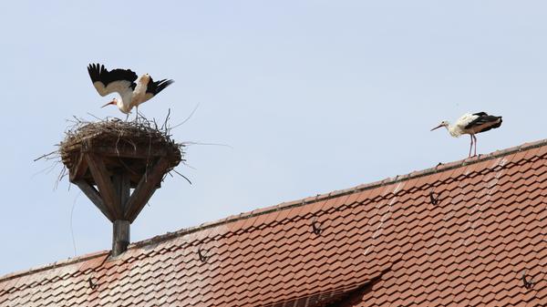 Ursprünglich waren Störche Baumbrüter, doch durch die Rodung der Wälder wurden sie zum Mitbewohner des Menschen. Ihre imposanten Horste errichten Weißstörche auf Häuserdächern, Kirchtürmen, Fabrikschornsteinen oder Hochspannungsmasten. Meistens bauen Störche keine neuen Nester, sondern beziehen das vom Vorjahr oder besetzen ein anderes bereits vorhandenes.