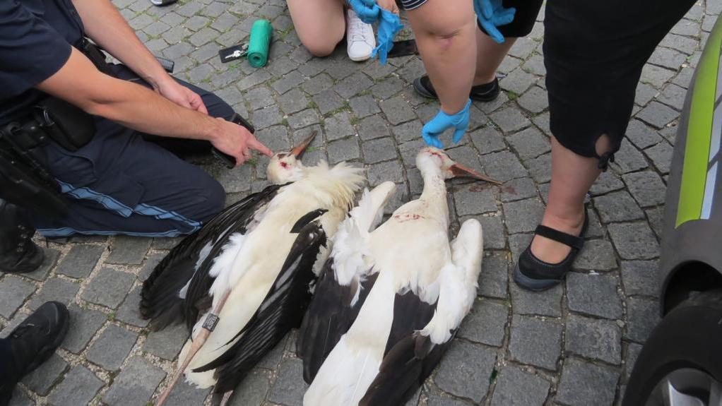 Ein Passant hatte die verletzten Vögel am 12. Juli entdeckt.