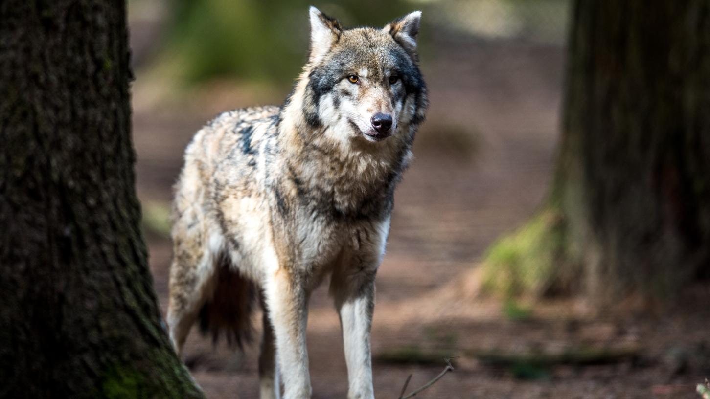 Waldbesitzer Ludwig Frank sieht die Sichtung eines Wolfes in der Region kritisch.
