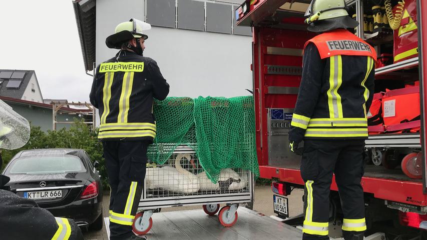 Volkach: Feuerwehr rettet ganze Schwanenfamilie