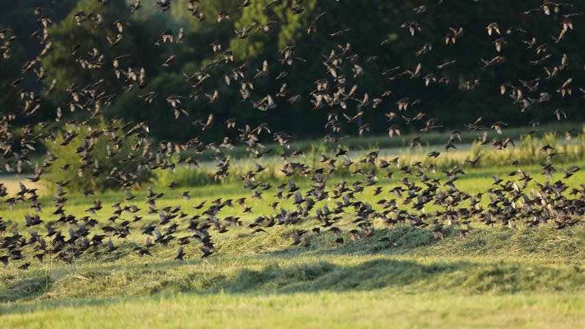 Massenauflauf: Ein riesiger Vogelschwarm sucht in der Abendsonne bei Wassertrüdingen die abgemähten Wiesen ab. 