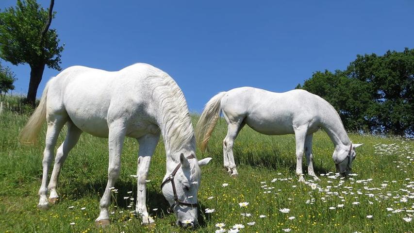 Im Galopp und auf der Weide: Die schönsten Pferdebilder unserer User