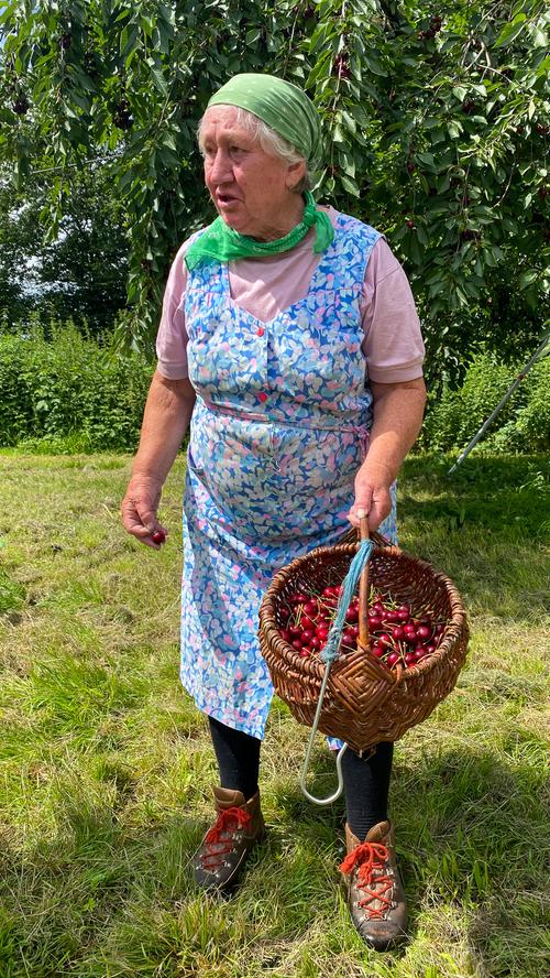 Lina Gemmel, die Mutter des fränkischen Kirschbauern, hilft auch noch mit 81 Jahren fleißig bei der Ernte mit.