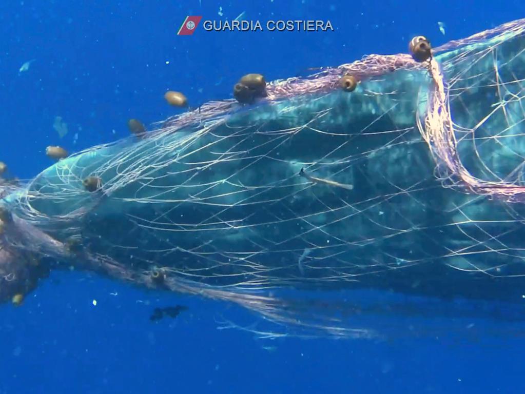 Pottwal Verheddert Sich Vor Italien In Illegalem Fischernetz Panorama Nordbayern De