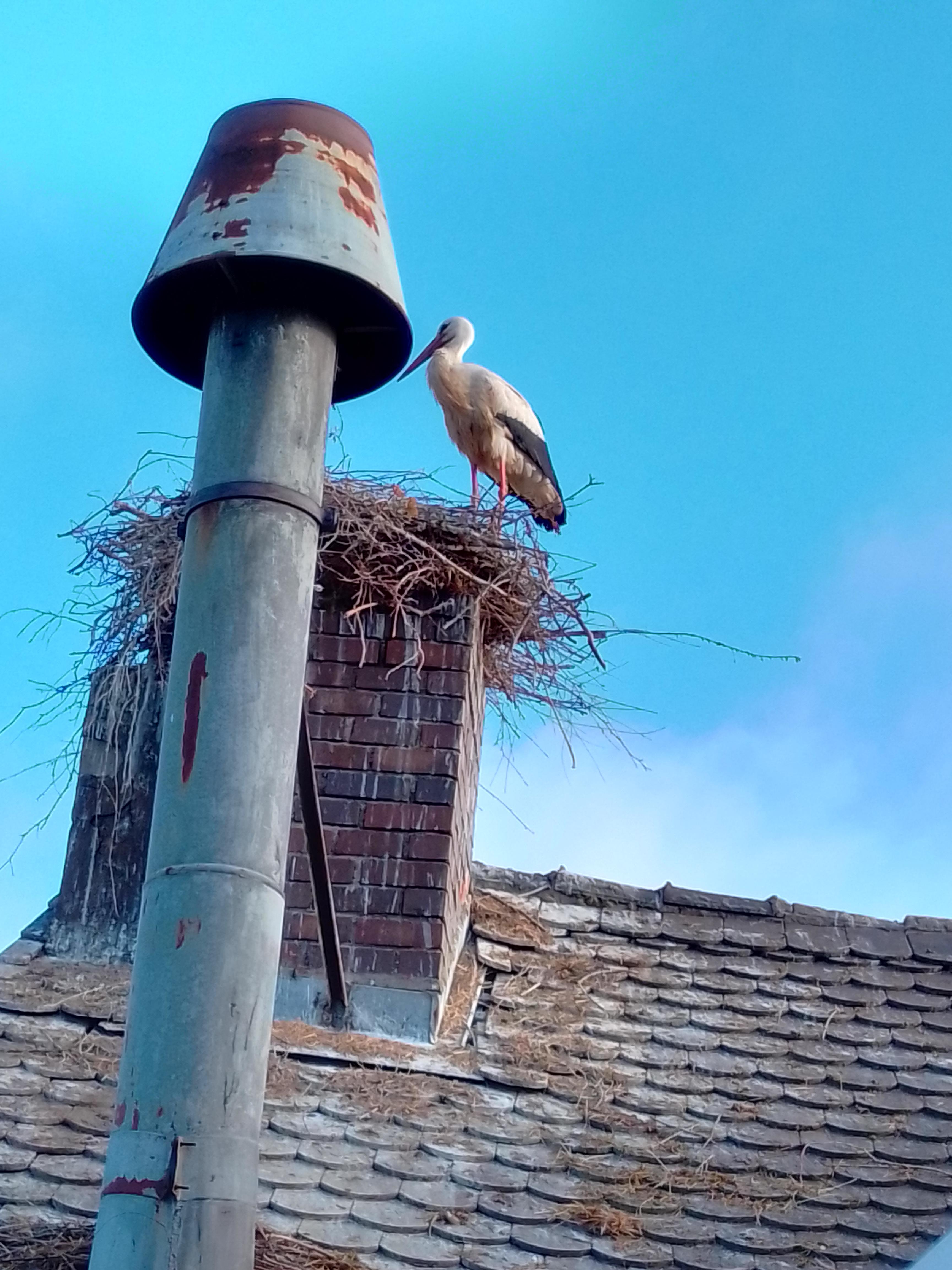 Wenn Sich Zwei Lieben Freut Sich Der Storch