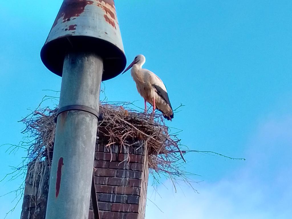 Get Wenn sich zwei lieben freut sich der storch For Android Wenn Sich Zwei Lieben Freut Sich Der Storch