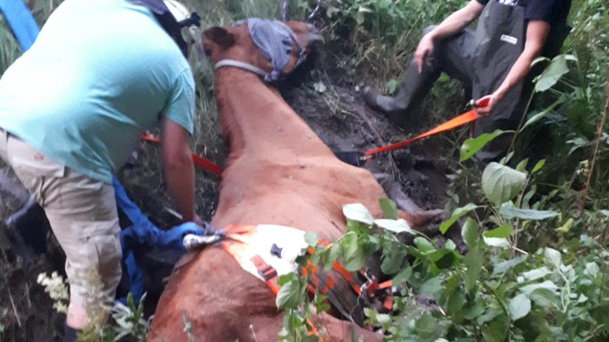 Weisendorf: Feuerwehr rettet Pferd aus sumpfigen Graben 