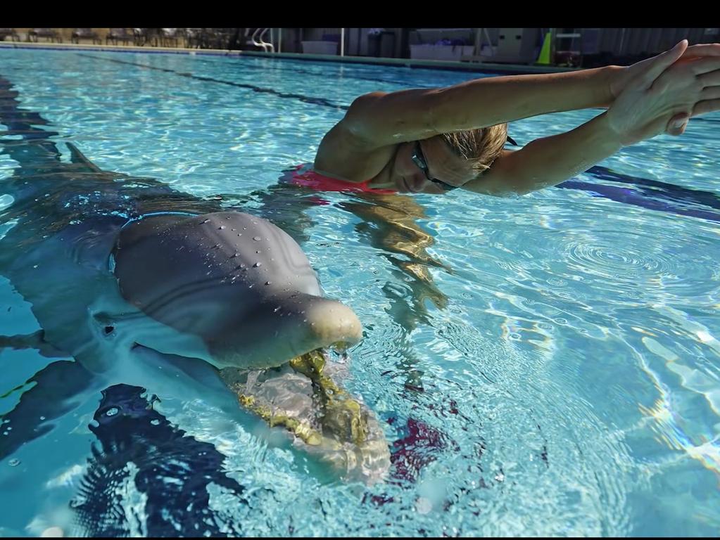 Video Peta Schlagt Nurnberger Tiergarten Roboter Delfin Vor Nurnberg Nordbayern De