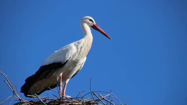 Die insgesamt 19 Storch-Arten verteilen sich weltweit auf fast alle Kontinente. Lediglich in der Antarktis, also am Südpol, leben keine Störche. In Europa ist vor allem der Weißstorch angesiedelt. Manchmal kommen gemischte Kolonien vor, in denen Störche vergesellschaftet mit Pelikanen, Reihern oder anderen Storcharten brüten. Neben diesen Koloniebrütern gibt es unter den Störchen aber auch strikte Einzelgänger.