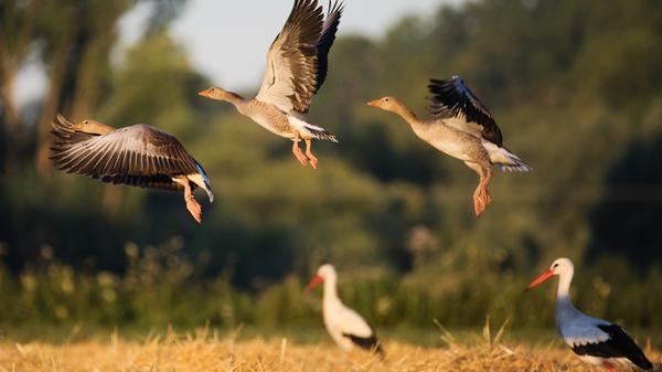 Anders als oft behauptet, sind Störche stimmlos – vor allem der Weißstorch. Zwar gibt der Storch hin und wieder krächzende oder quiekende Laute von sich, doch ist er viel bekannter für sein Schnabelklappern. Daher kommt auch der Spitzname Klapperstorch.