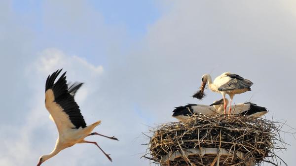 Störche legen meistens drei bis fünf Eier. Diese sind je nach Art zwischen 5,5 cm und 8,5 cm groß und wiegen zwischen 58 und 146 Gramm. Beide Storchenpartner brüten die Eier zwischen 25 und 38 Tagen aus. Sind die Jungen geschlüpft, tragen sie ein weißes Daunenkleid. Auch für die Nahrungsbeschaffung sind beide Partner gleichermaßen zuständig, bis die Jungstörche nach 50 bis 100 Tagen flügge werden.