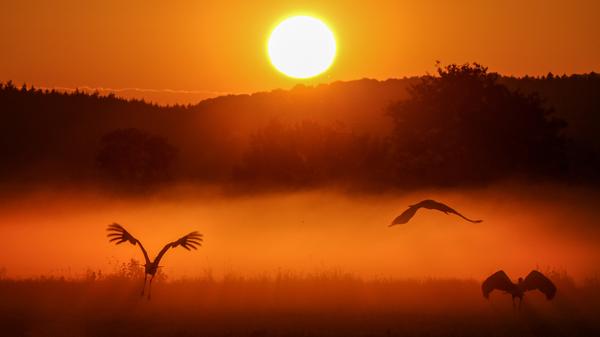 Die meisten Störche sind keine Zugvögel und verbringen das ganze Jahr im Umkreis weniger Kilometer. Der hier lebende Weißstorch nimmt jedoch jeden Herbst eine Strecke von bis zu 20.000 Kilometern auf sich – bis nach Afrika. Über zwei verschiedenen Routen - entweder über Gibraltar oder über den Bosporus - gelangen die Vögel auf den benachbarten Kontinent.