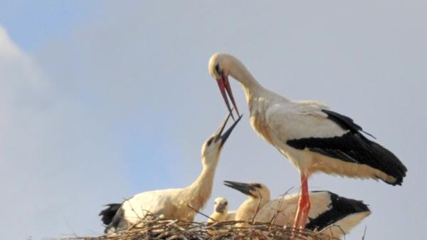 Die potenzielle Lebenserwartung von Störchen beträgt über 20 Jahre. Der älteste bekannte Weißstorch wurde in freier Wildbahn sogar 33 Jahre alt – in Gefangenschaft liegt der Rekord gar bei 48 Jahren.