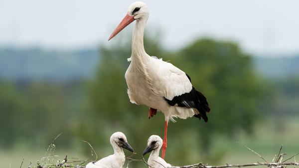 Der in Europa lebende Weißstorch hat sich vor allem im Volksglauben einen Namen gemacht: Er soll die Kinder in einem Tuch überbringen. Für seinen eigenen Nachwuchs allerdings sieht es schlecht aus. Die Bruterfolge des Weißstorch können die natürlichen Verluste, die durch die Zerstörung des Lebensraums und die Todesfalle "Stromleitung" angestiegen sind, nicht ausreichend ausgleichen.
