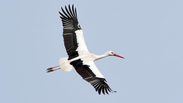 Je nach Art variiert die Größe zwischen 75 und 150 Zentimetern. Ein ausgewachsener Storch kann dabei bis zu 9 Kilogramm wiegen. Kennzeichnend sind die langen Beine, der lange Hals sowie ein langer Schnabel, während der Schwanz sehr kurz ist. Das Gefieder besteht aus Schwarz- und Weißtönen, das je nach Art unterschiedlich verteilt ist.