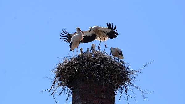 Charakteristisch für Störche sind die langen Beine, ein langer Hals und das schwarz-weiße Gefieder. Die majestätischen Tiere verbringen viel Zeit im menschlichen Lebensraum. Hier kommen zehn Fakten, die Sie noch nicht über Störche wussten.
