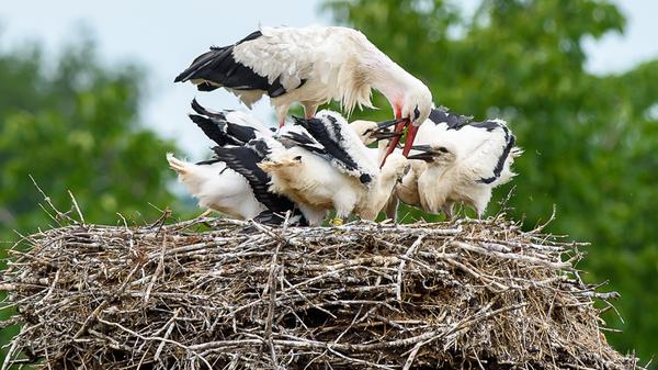 Störche sind Segelflieger: Sie nutzen die warmen Aufwinde, mit deren Hilfe sie nach oben steigen und dann in die gewünschte Richtung segeln. Bei einem Durchschnittstempo von 50 Stundenkilometern schaffen sie bis zu 500 Kilometer am Tag. Die Flugweise der Störche ist sehr energiesparend.